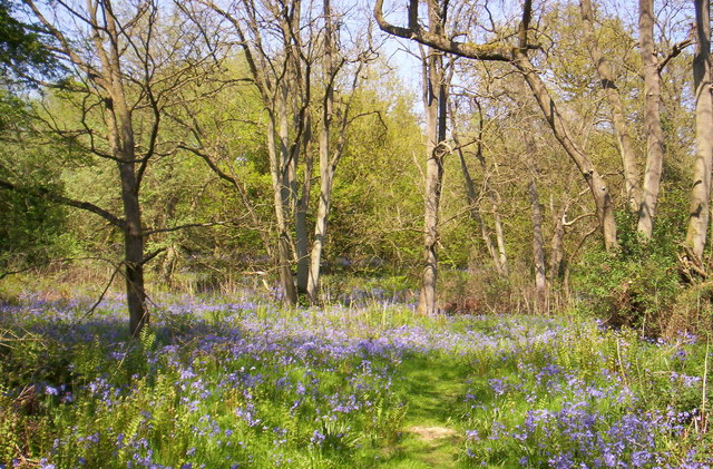 Launde Big Wood