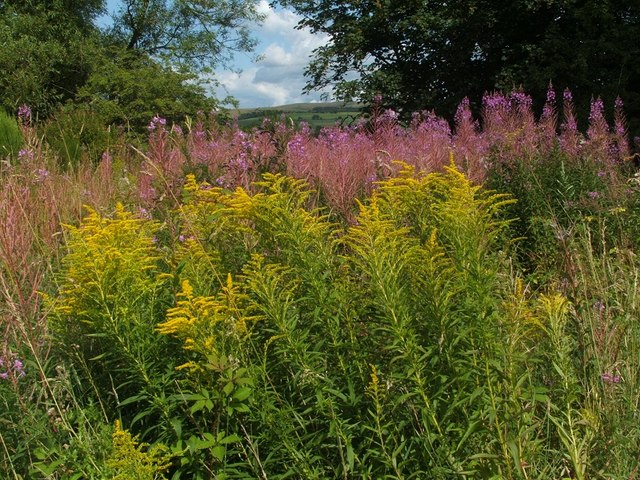 File:Canadian Goldenrod (Solidago canadensis) - geograph.org.uk - 1456832.jpg