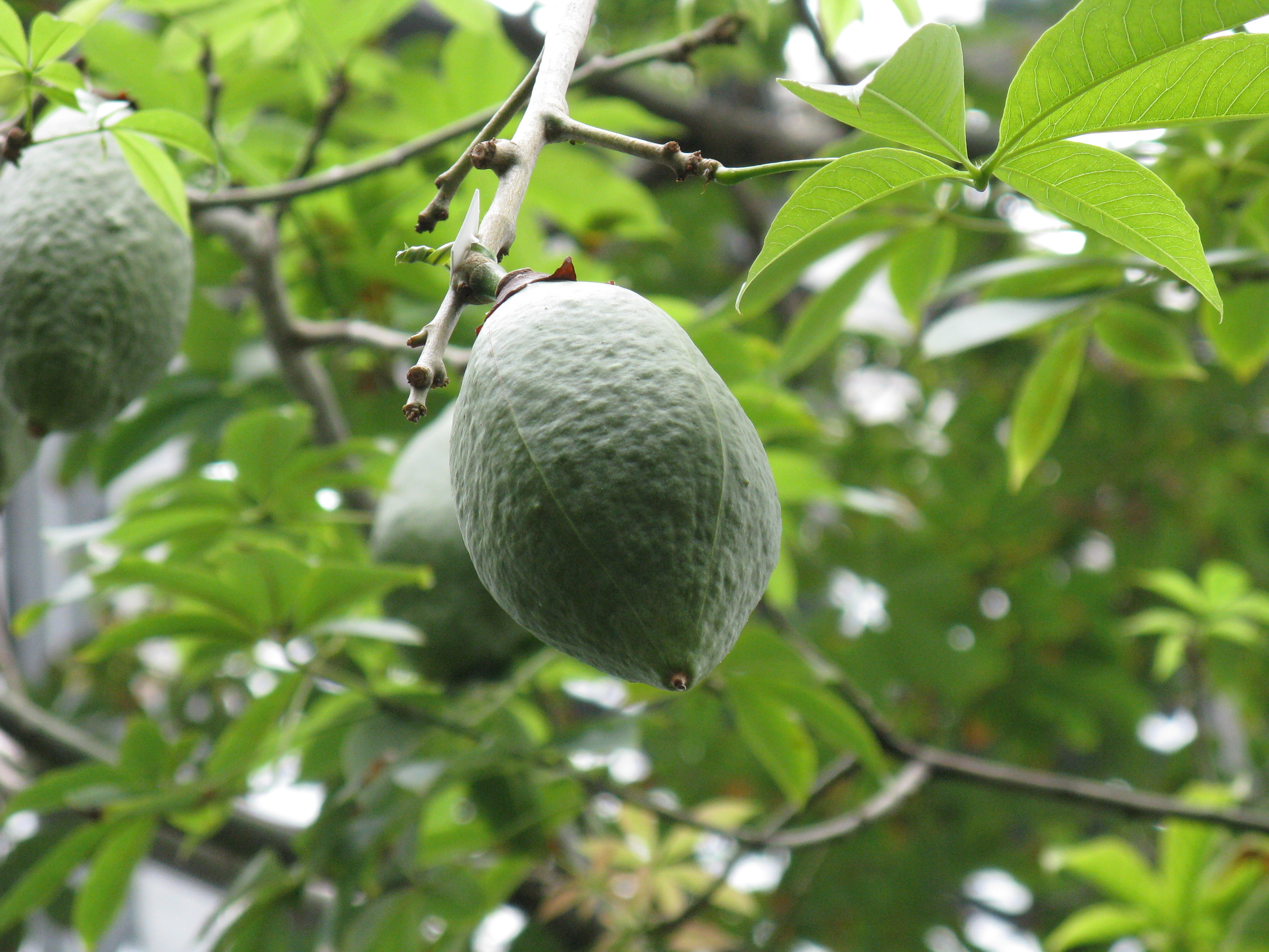 Плоды чудо дерева 5 букв. Плоды Сейбы. Chorisia speciosa плод. Сейба великолепная. Сейба великолепная плоды.