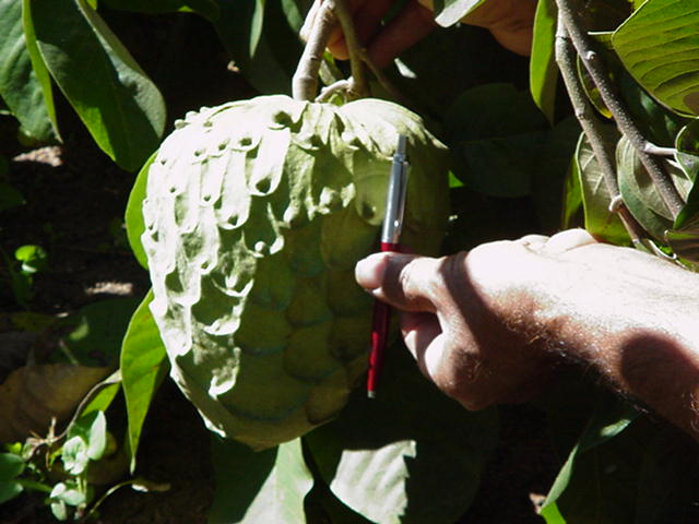 File:Cherimoya fruit of the cultivar Madeira.jpg