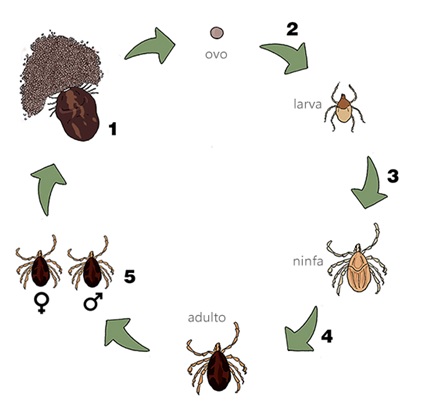 File:Ciclo de vida do Carrapato-estrela.jpg