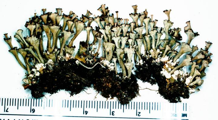 File:Cladonia cervicornis subsp. verticillata.jpg