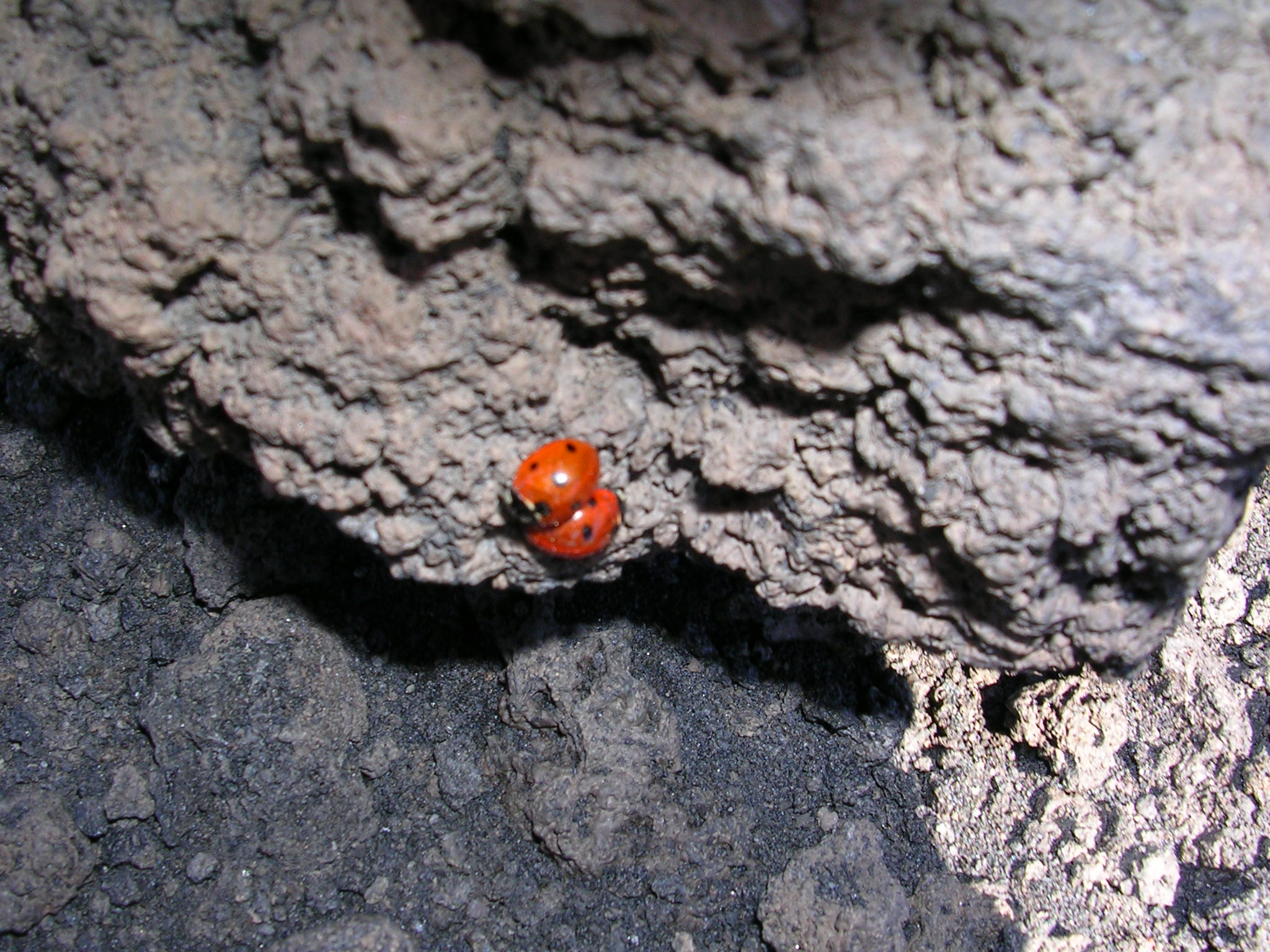 File Coccinella septempunctata etna.jpg Wikipedia