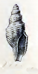 Daphnella thygatrica 001.jpg