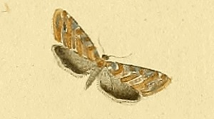 Eupoecilia cebrana.jpg