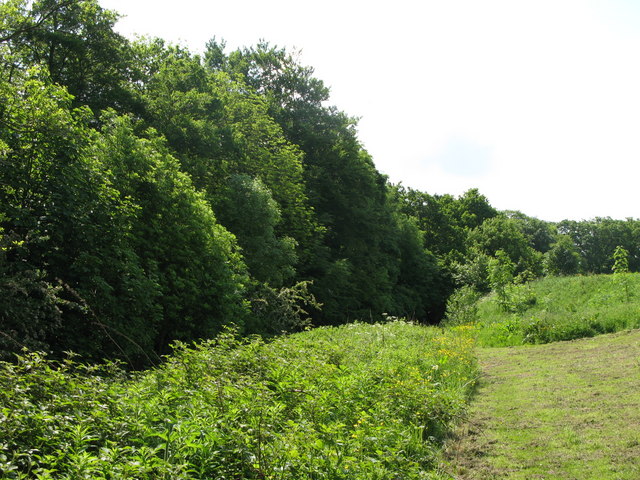 File:Field and woodland west of Halgut Burn - geograph.org.uk - 843635.jpg