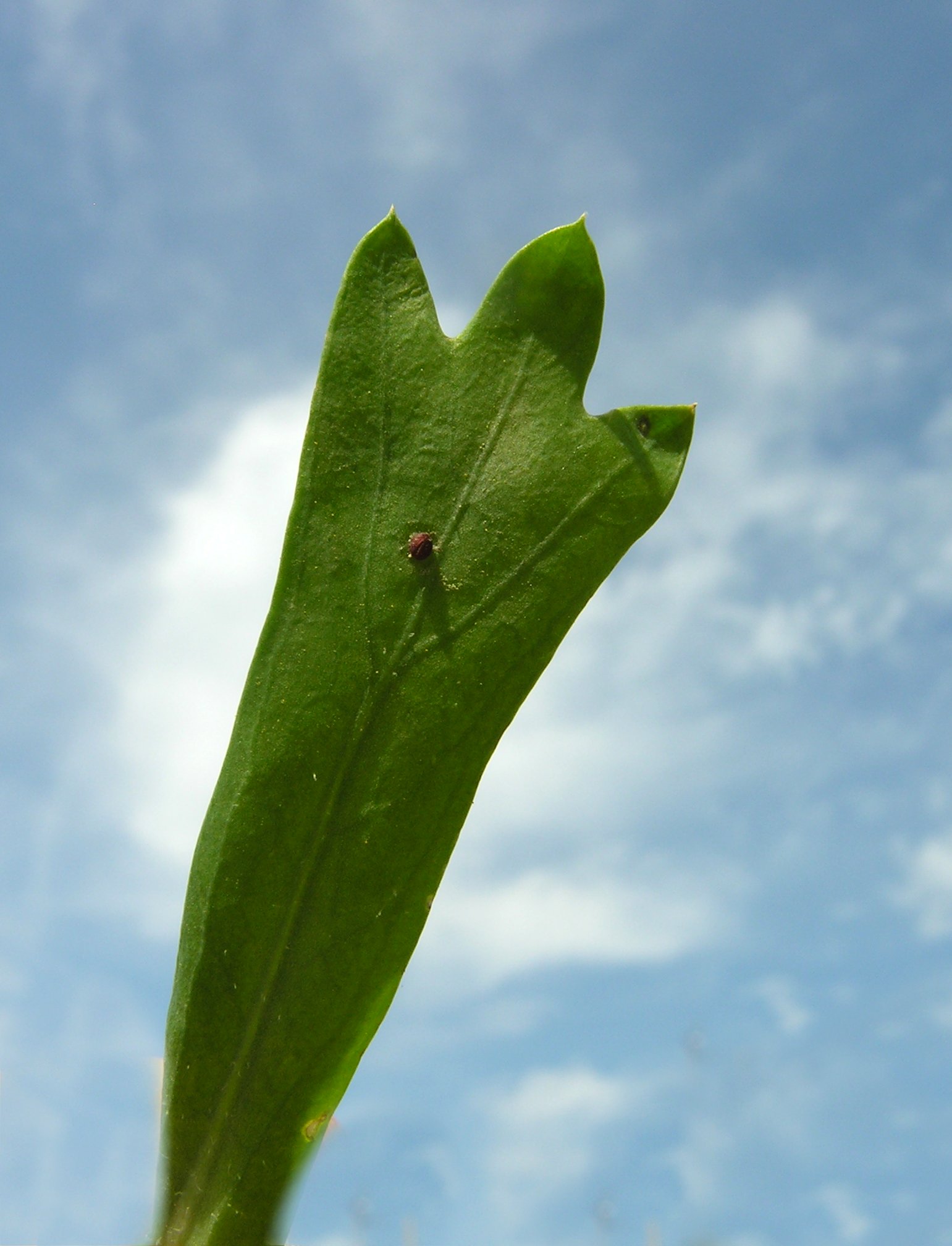 7 leaves. Глебионис коренариевый. Glebionis.