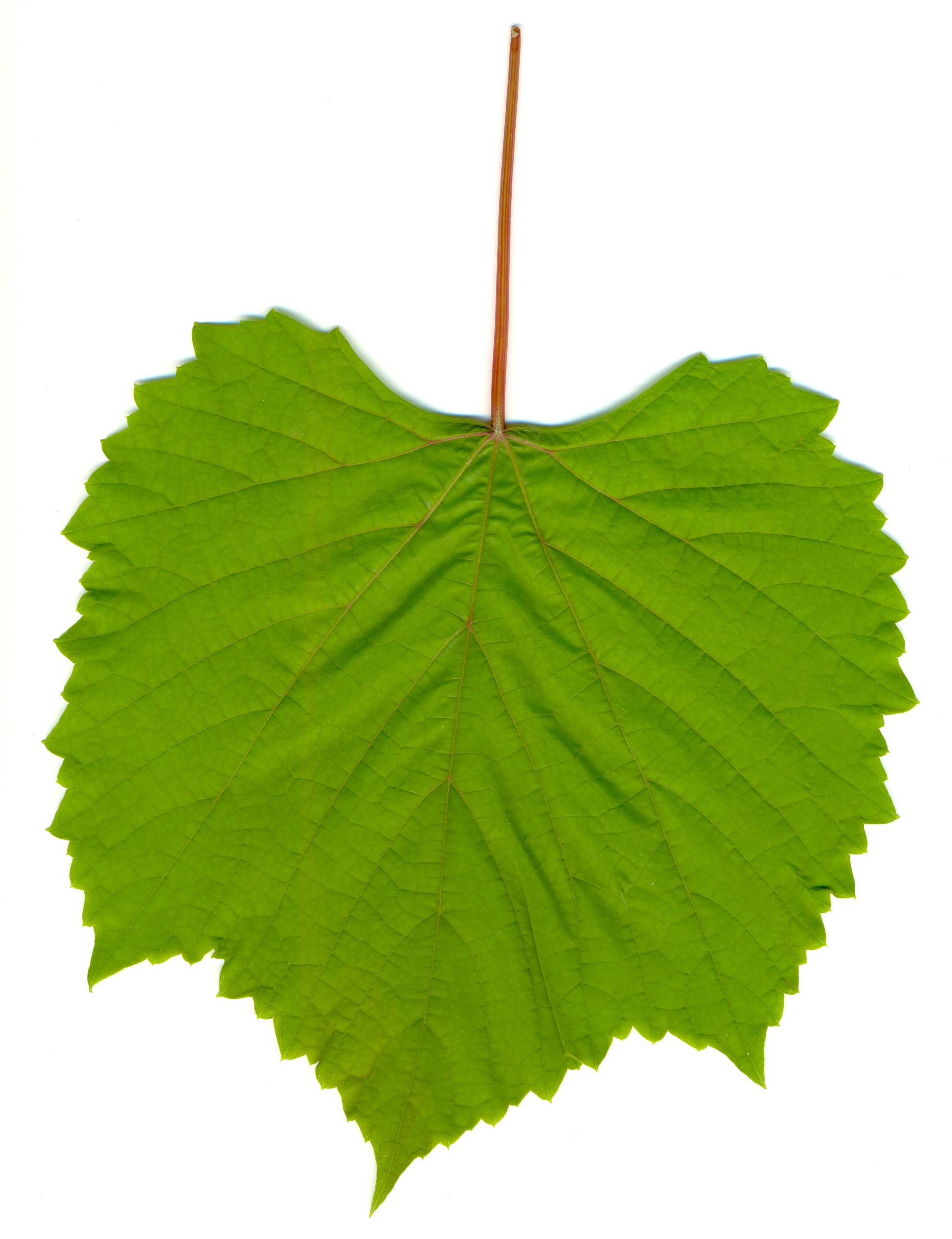 Grape_leaf_01