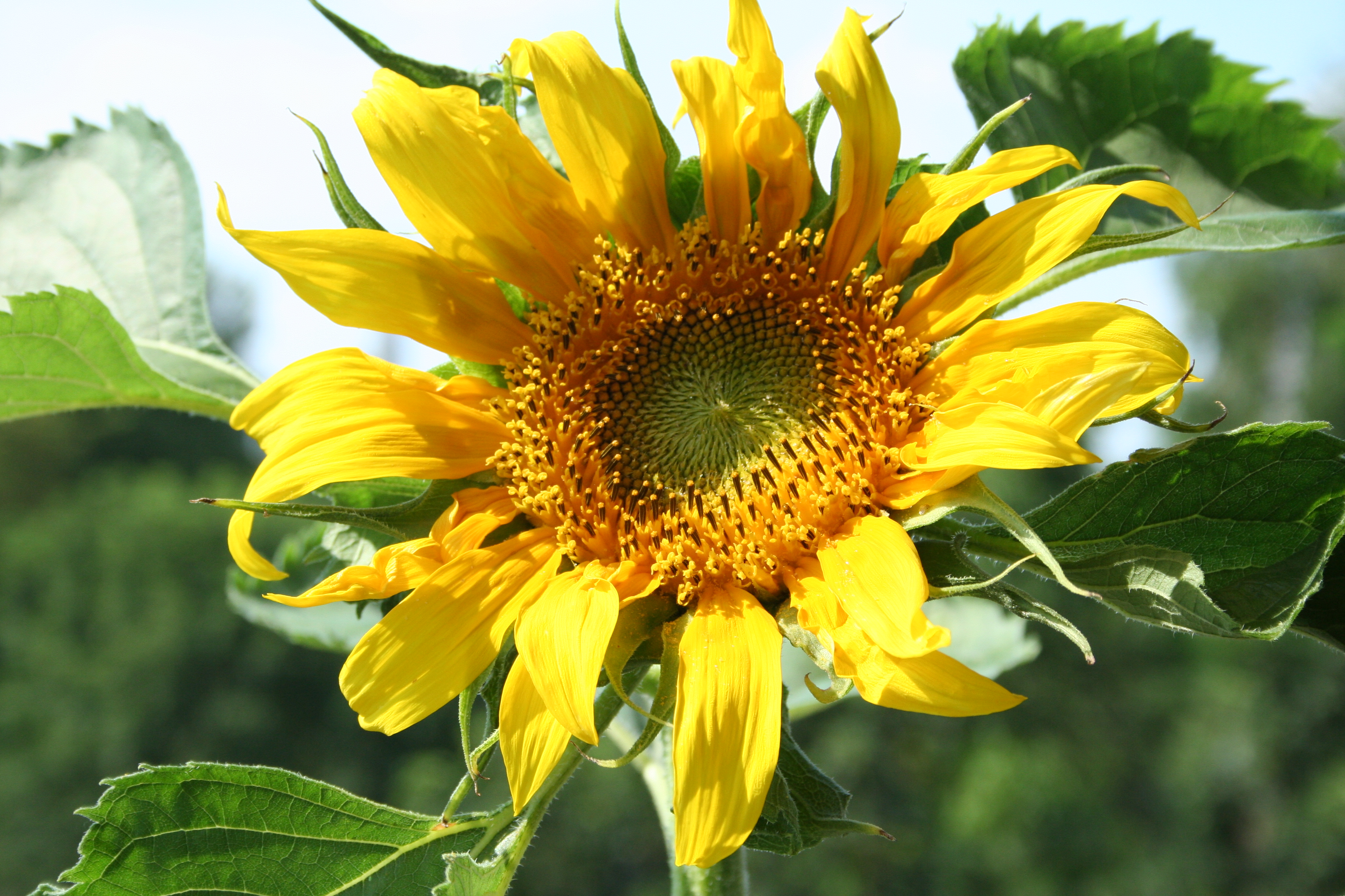 Helianthus annuus в косметике. Helianthus annuus. Helianthus annuus Seed. Helianthus Premier Orange. Гелиантус гибридный.