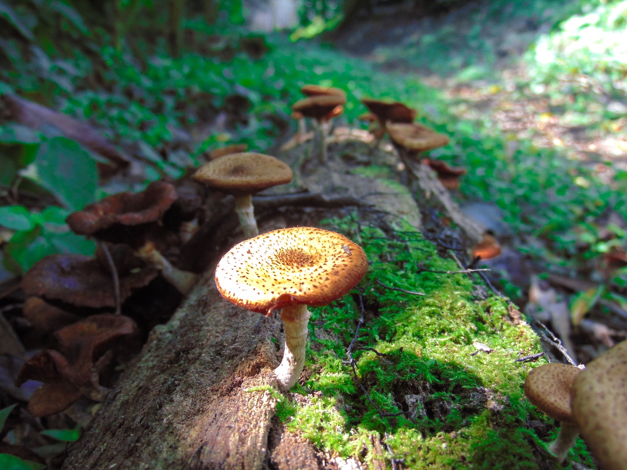 Hongos que crecen debajo de los pinos