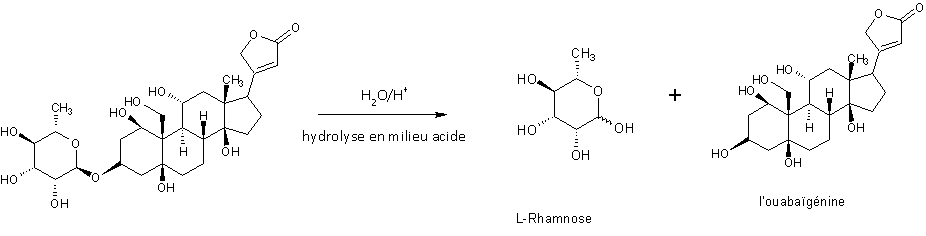 Ouabain'in hidrolizi