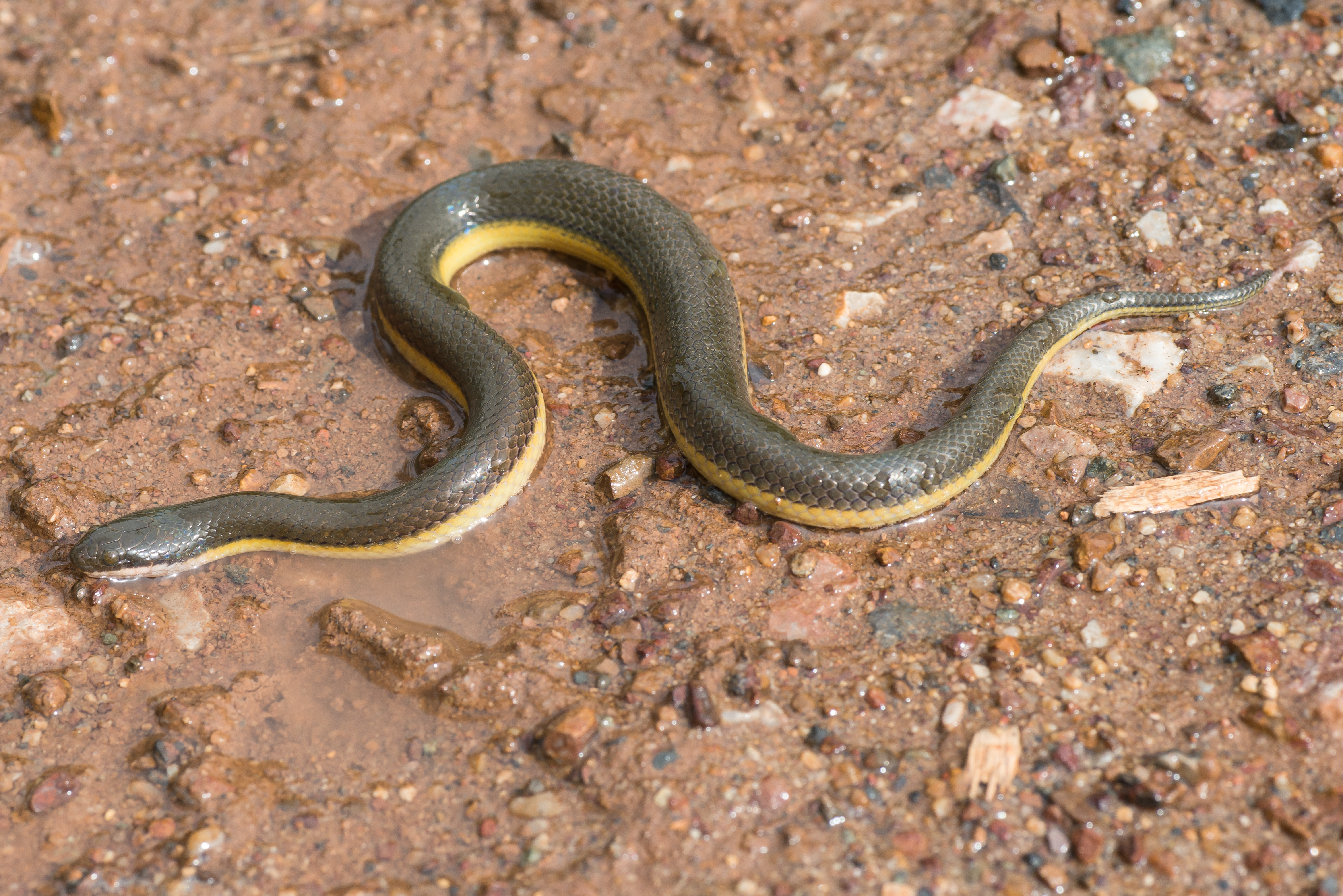 Hypiscopus plumbea, Rice paddy snake 2.jpg. 