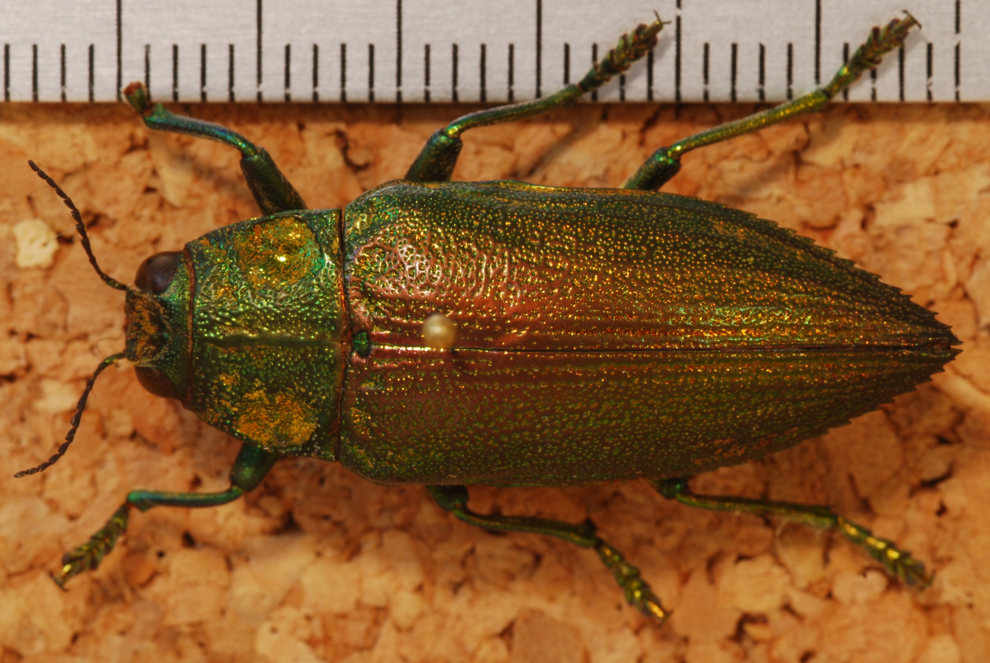 Jewel Beetle (Chrysodema subrevisa) (8257441955).jpg