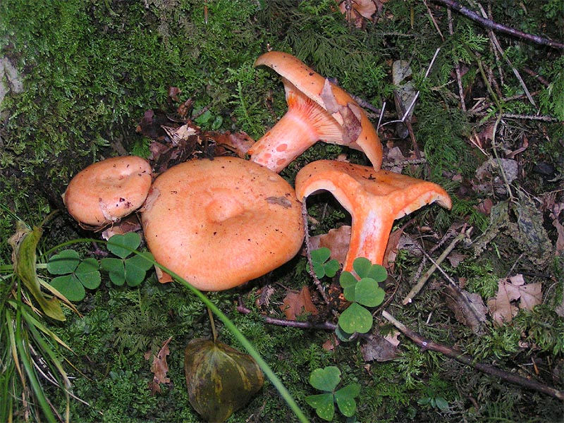 Lactarius salmonicolor