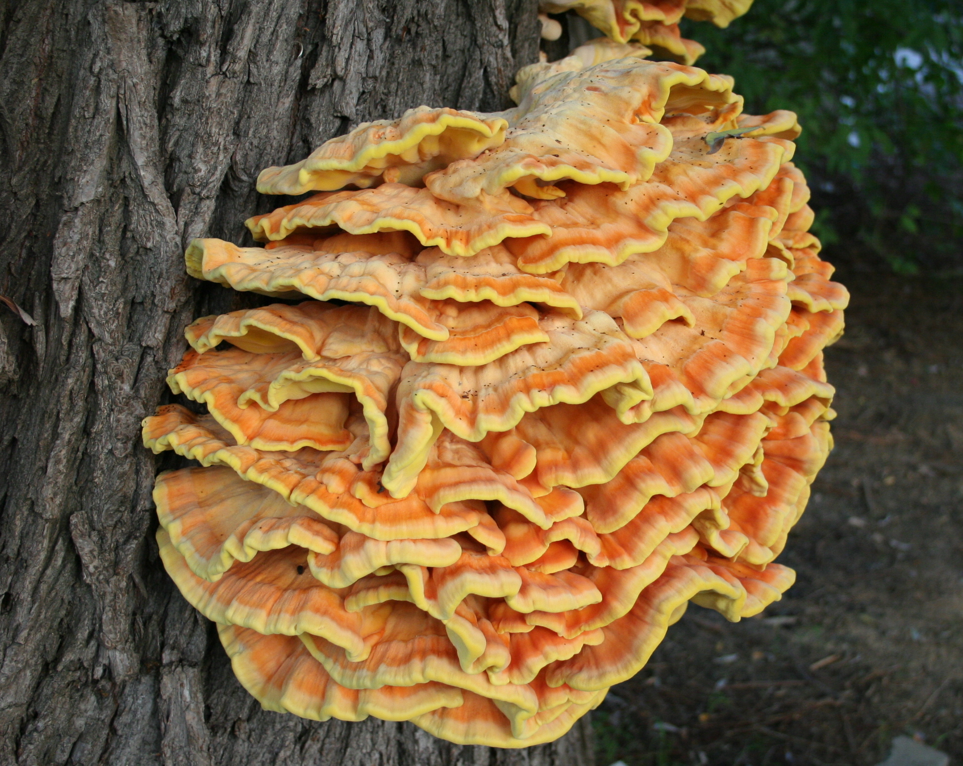 chicken of the woods identification