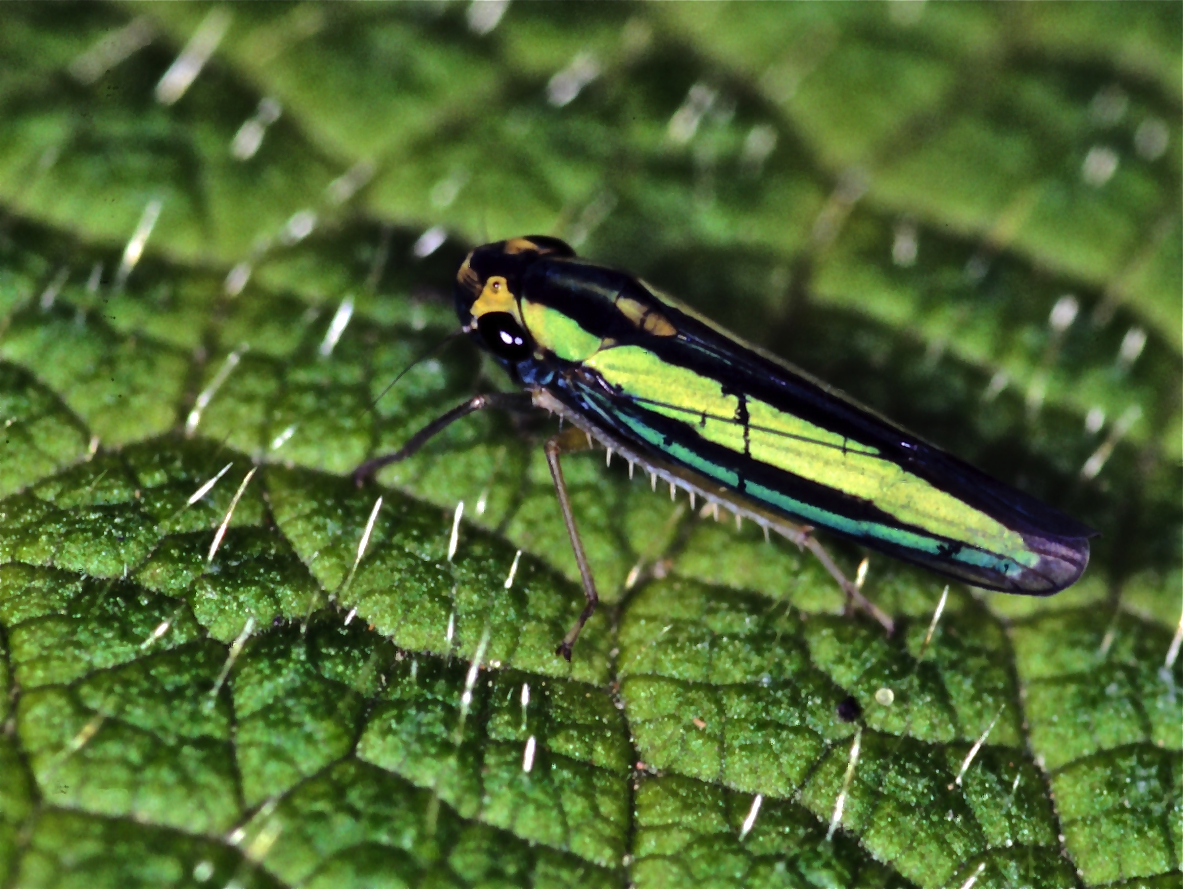 Leafhopper (Macumada tergiplagatula) (7621328714).jpg