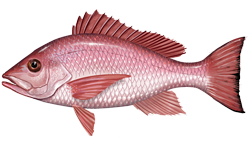 <span class="mw-page-title-main">Northern red snapper</span> Species of fish