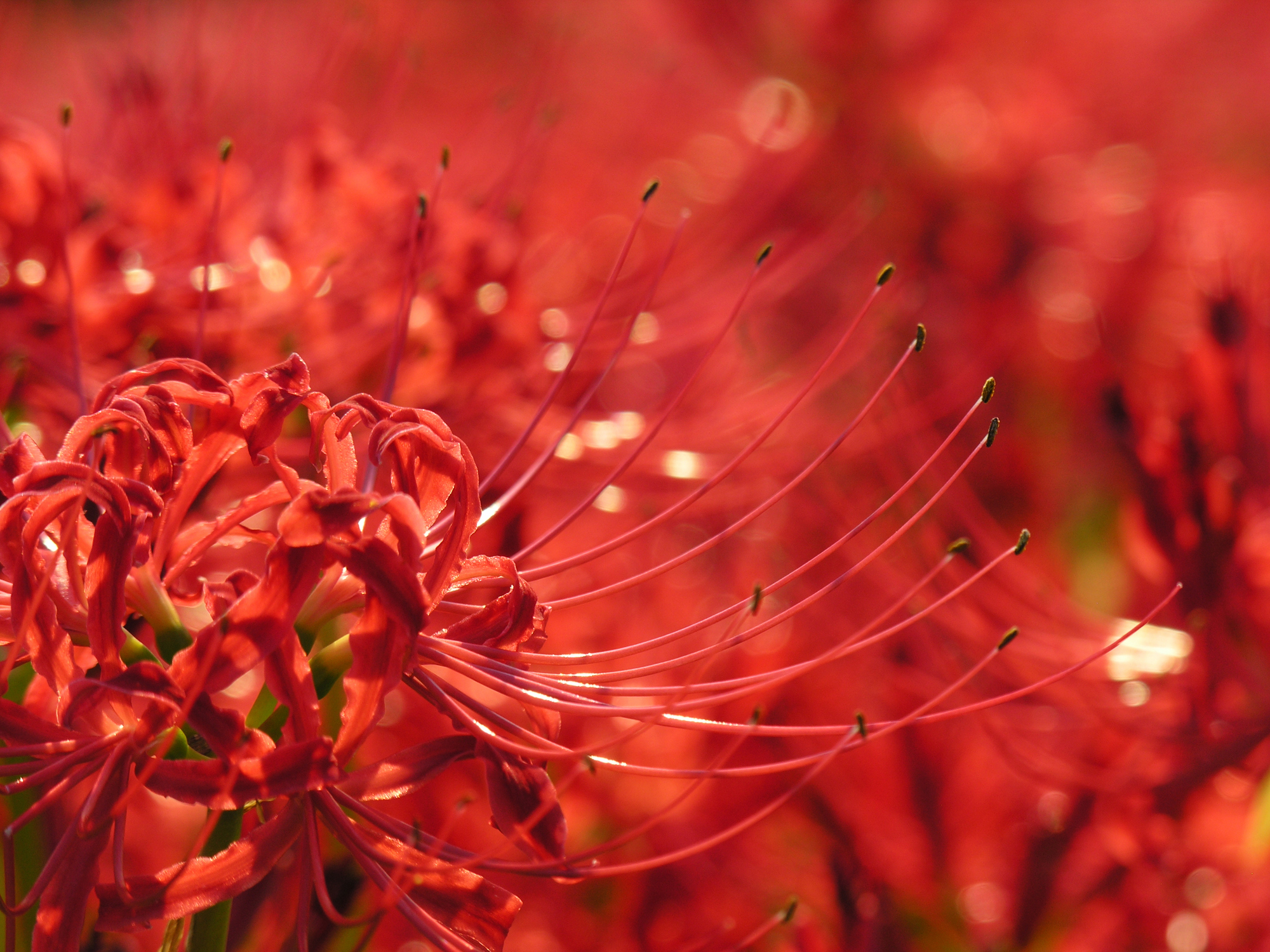 Lycoris radiata - Khám phá sắc đỏ rực rỡ của Lycoris radiata trong hình ảnh đầy mê hoặc. Hoa này được coi là biểu tượng của tình yêu và sự may mắn trong văn hóa Nhật Bản. Tận hưởng nguồn cảm hứng mới từ những cánh hoa này cùng chúng tôi.