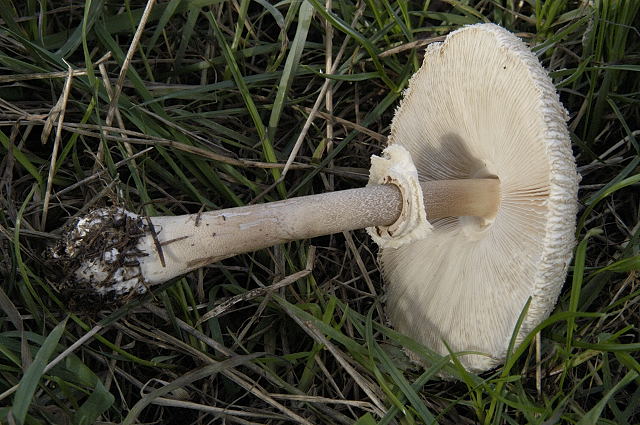 File:Macrolepiota.procera2.-.lindsey.jpg