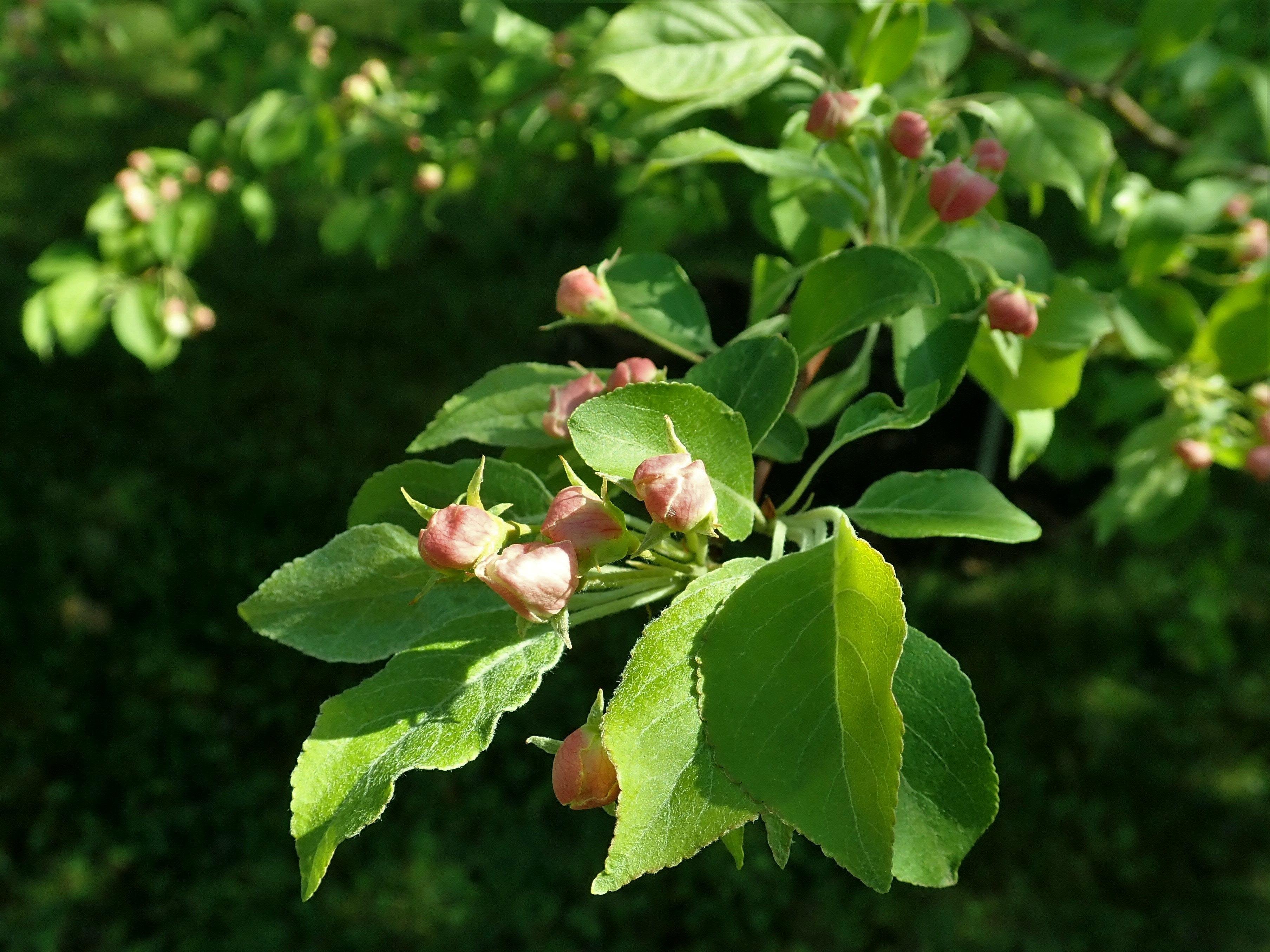 Malus Butterball Fruits С†РІРµС‚РєРё