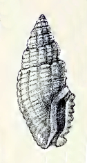 <i>Mangelia myrmecodes</i> Species of gastropod