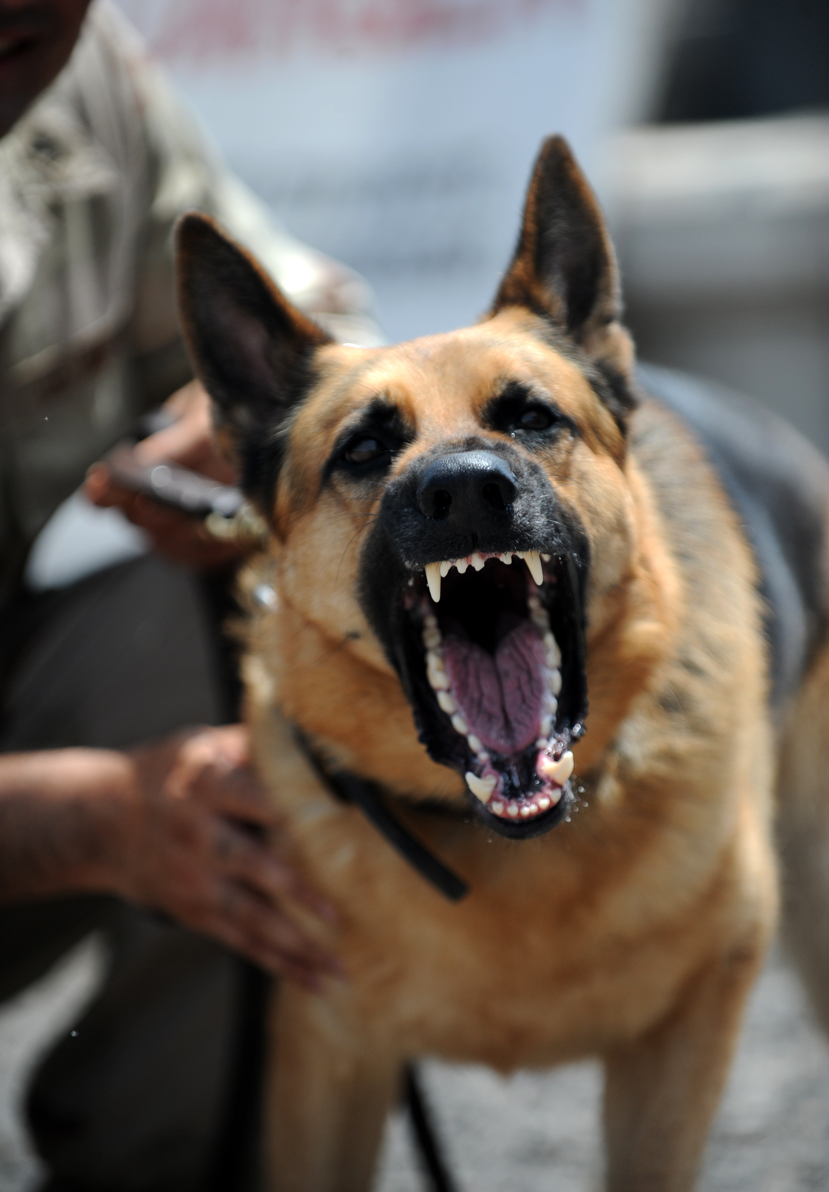 Ngắm nhìn 50+ ảnh chó quân sự với những pha mạo hiểm điển hình trong quân đội