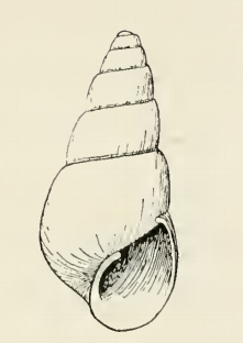 <i>Odostomia deliciosa</i> Species of gastropod