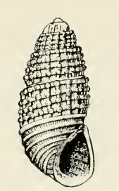 <i>Odostomia loomisi</i>