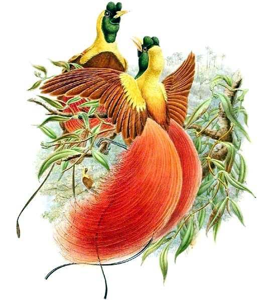 Paradiesvögel Paradiesvogel Paradisaeidae LITHOGRAPHIE von 1898 