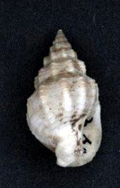 <i>Phrontis</i> (gastropod) Genus of gastropods