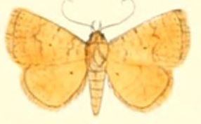 <i>Raparna</i> Genus of moths