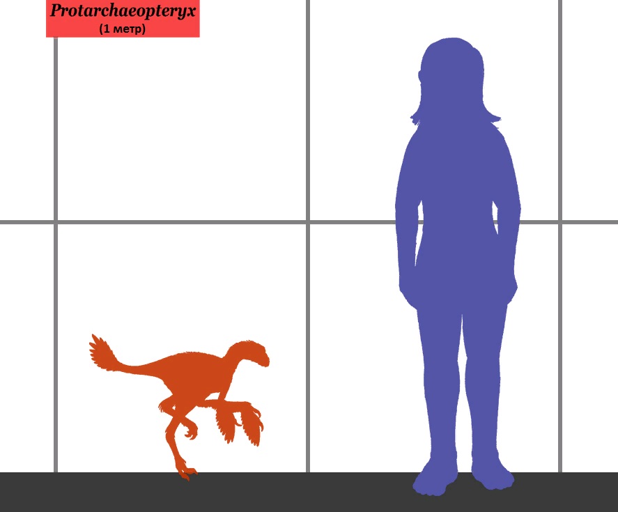 Protarchaeopteryx size 01-ru.jpg