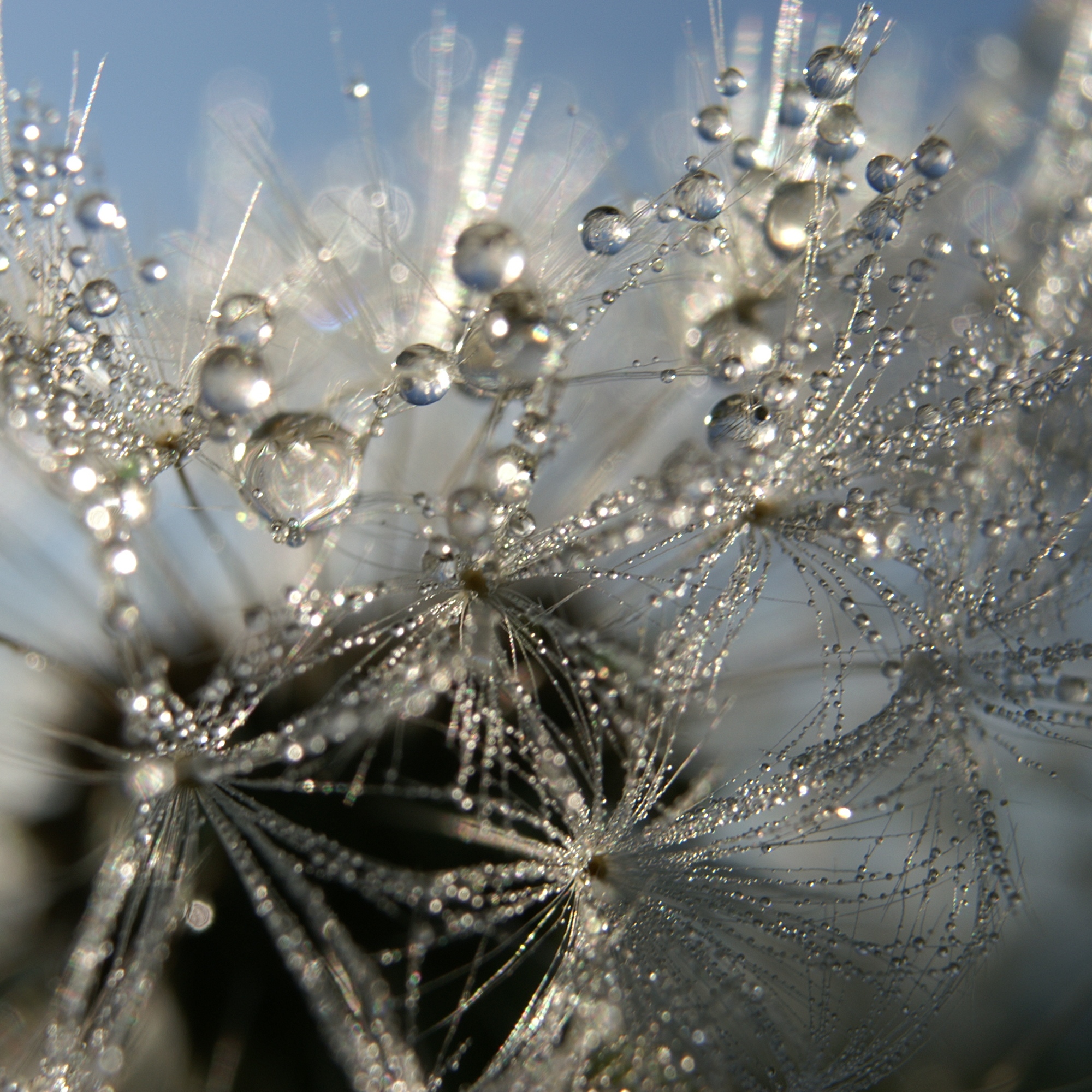 File:Pusteblume im Morgentau.JPG