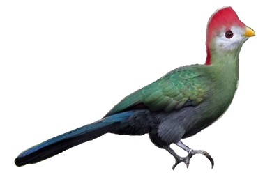 File:Red-crested Turaco RWD white background.jpg