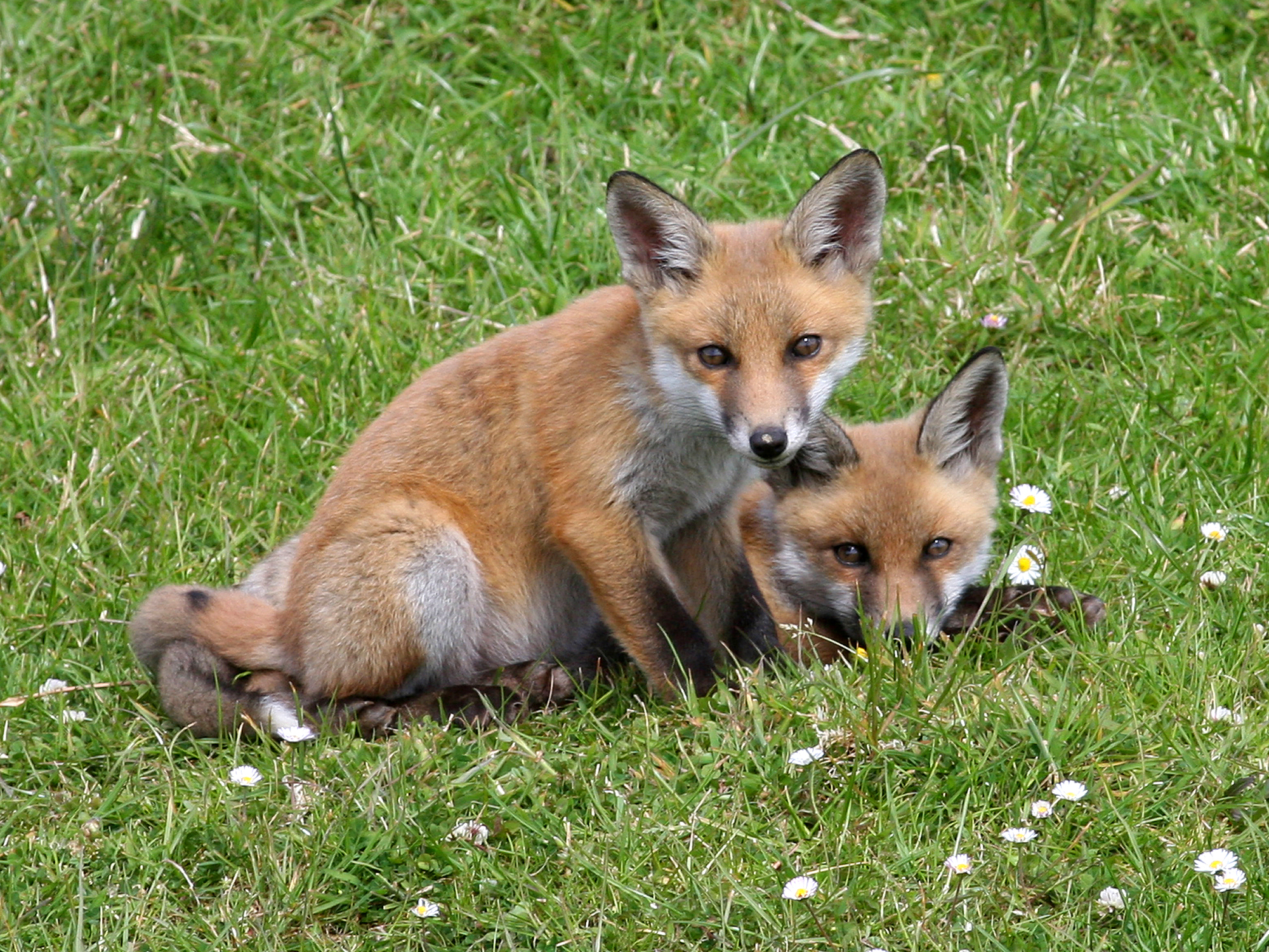 File:Red Fox (Vulpes vulpes) (4).jpg 