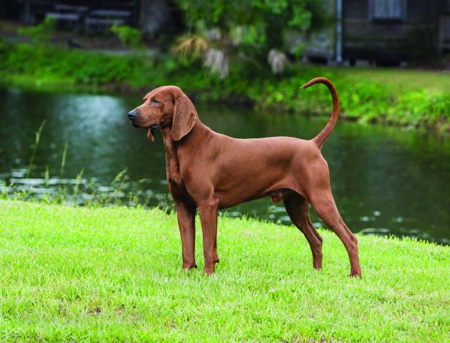 red tick bloodhound