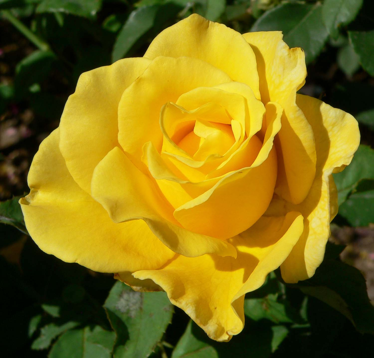 yellow rose bush