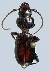 Siagona depressa