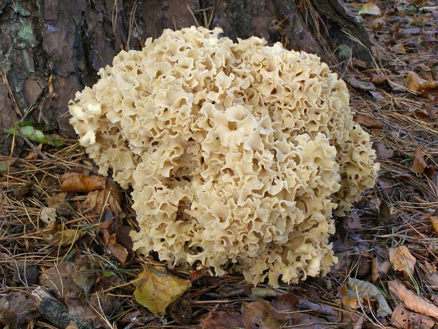 File:Sparassis crispa fungus, Woodfidley, New Forest - geograph.org.uk - 261244.jpg