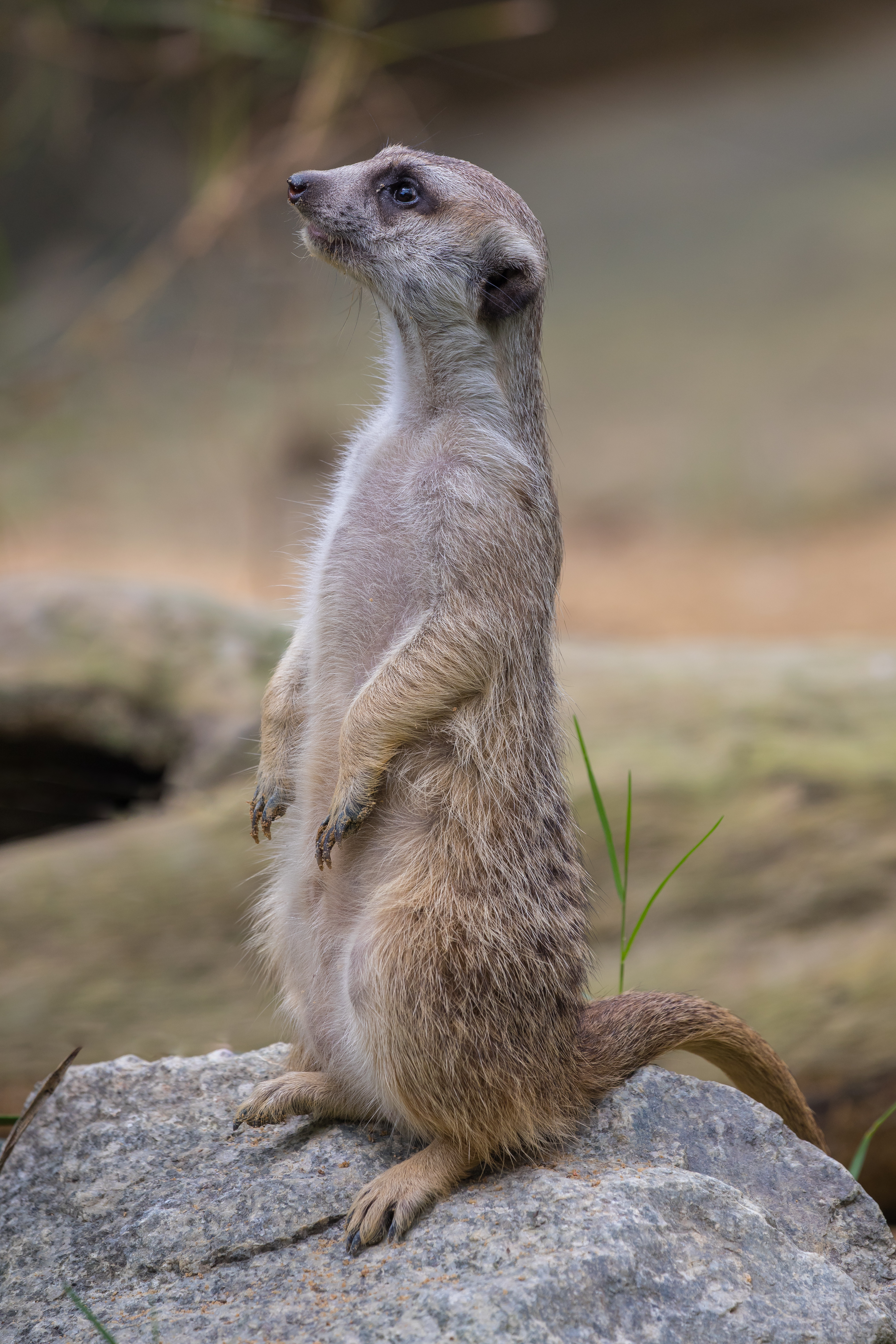 File:Standing meerkat looking in  - Wikimedia Commons