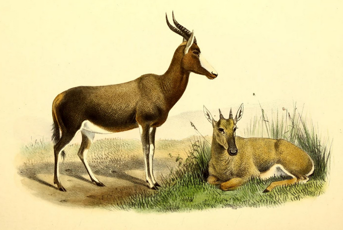 File:The book of antelopes (1894) Damaliscus albifrons.png