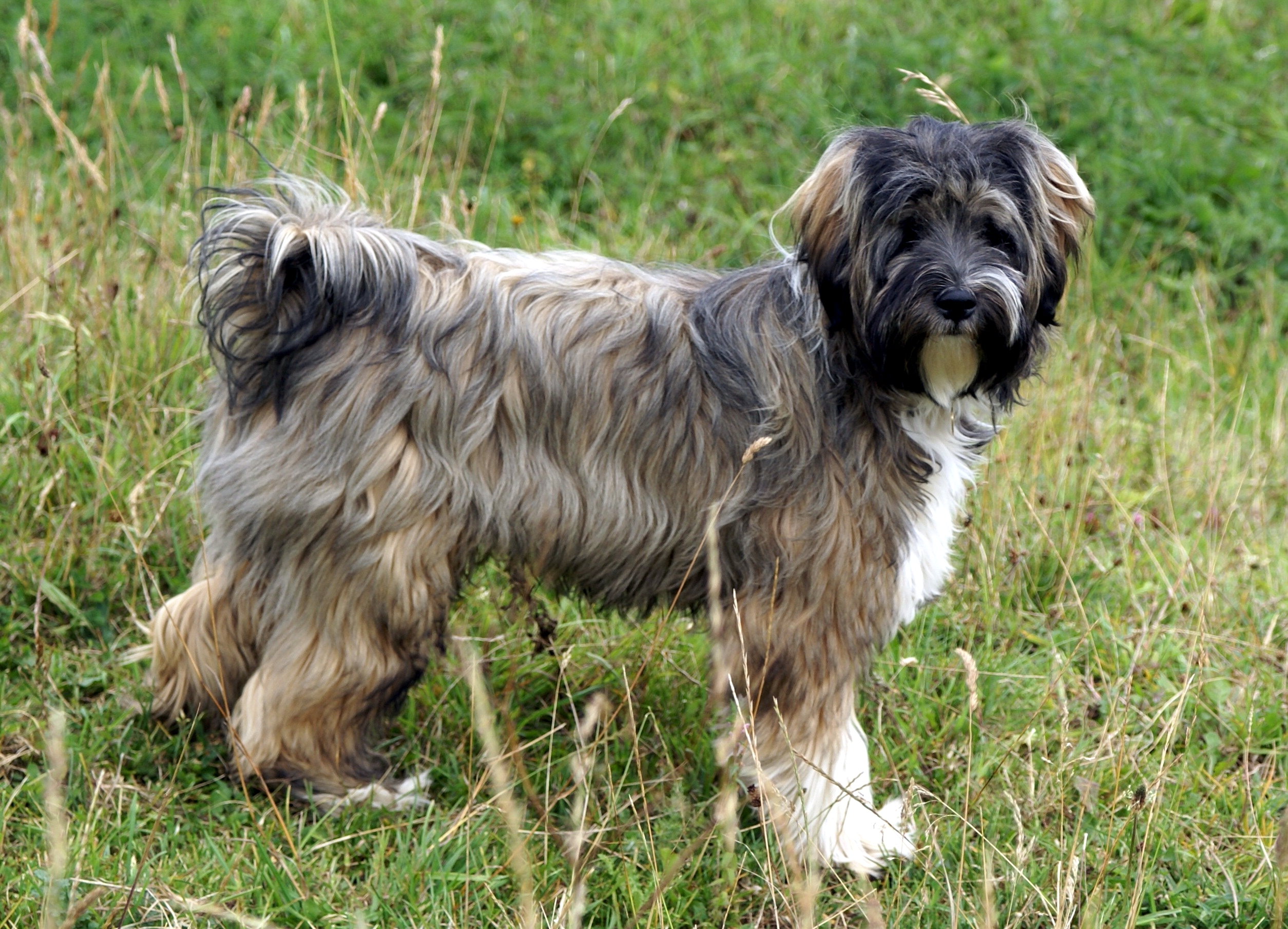 tibetan terrier and poodle mix