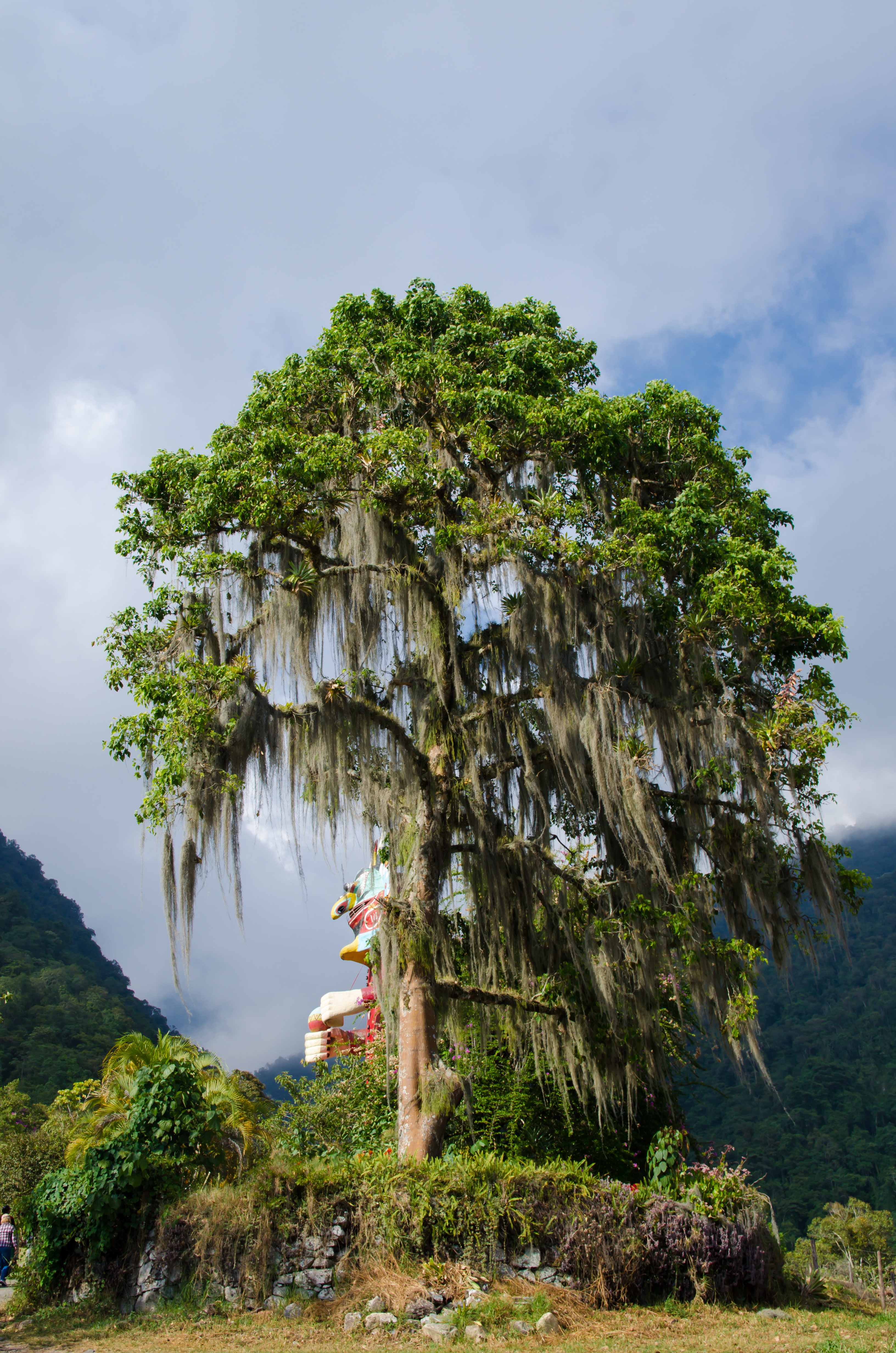 venezuelan trees