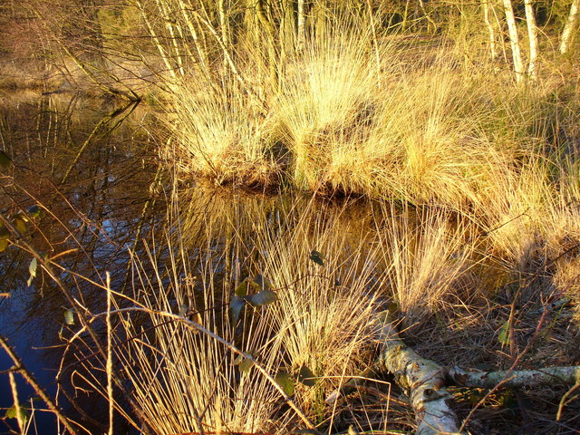 File:Tussocky Grass, Shortheath Pond - geograph.org.uk - 329070.jpg