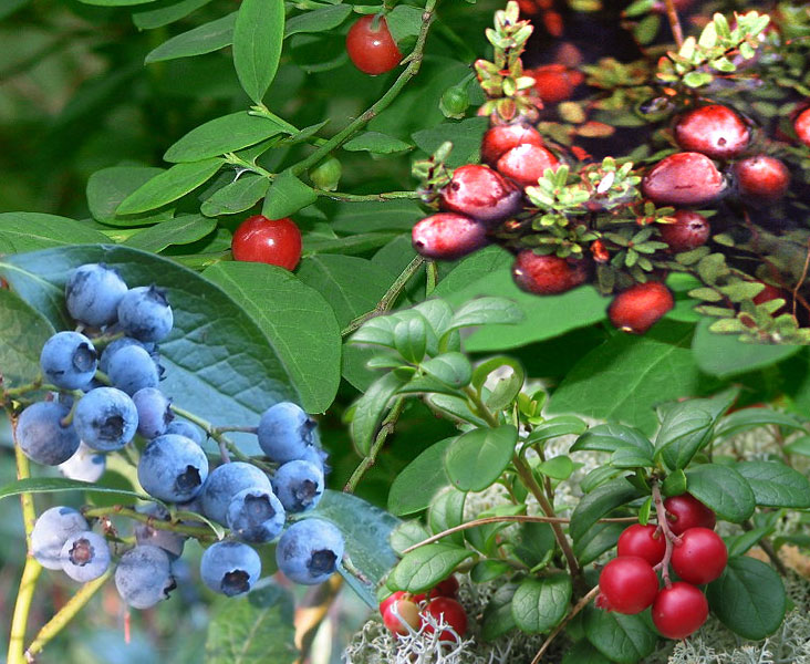 File:Vaccinium.jpg