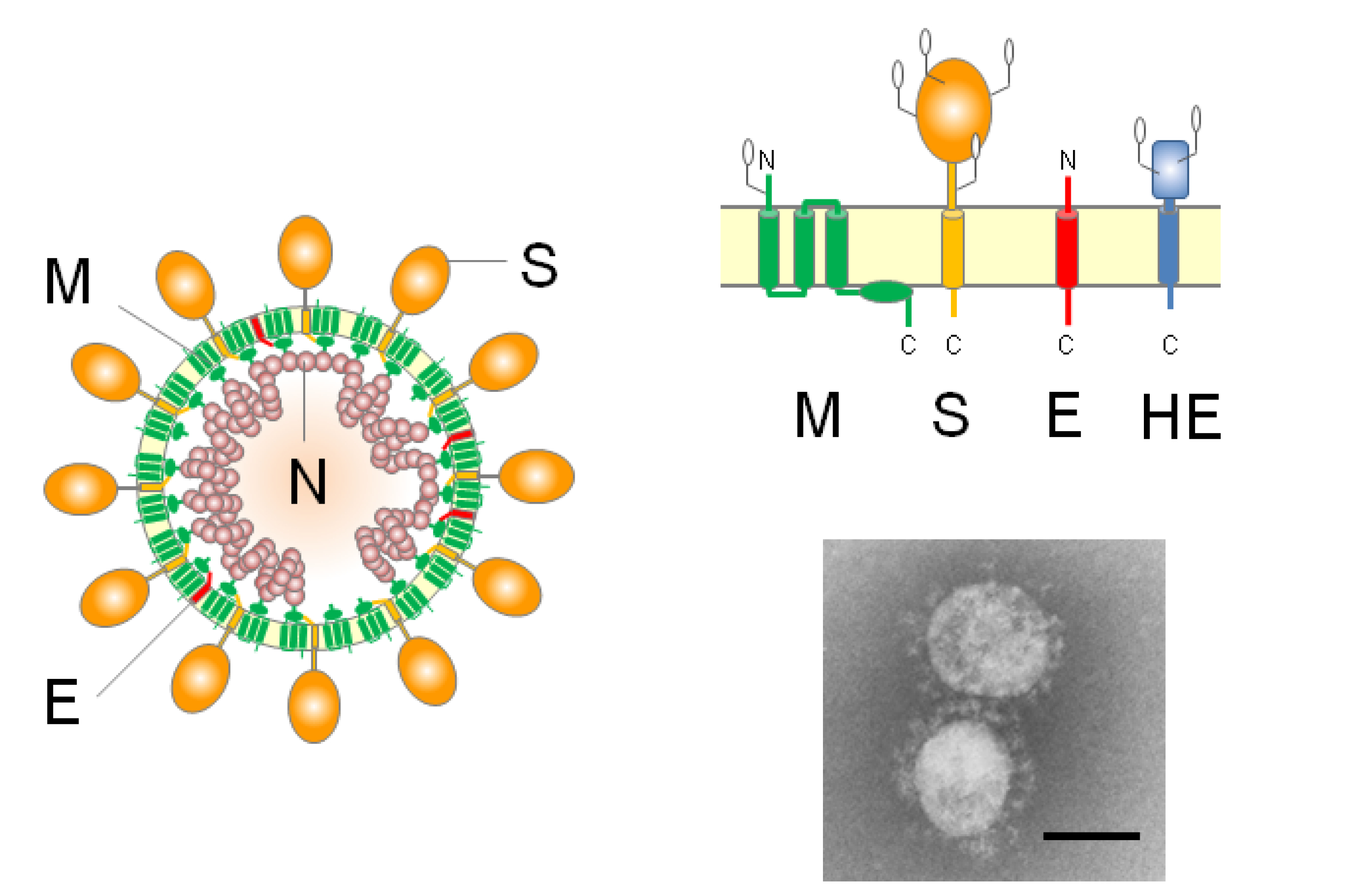 Virus - Wikipedia