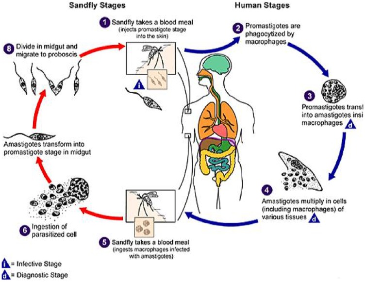 File:Visceral-Leishmaniasis-in-Ethiopia-An-Evolving-Disease-pntd.0003131.g001.jpg