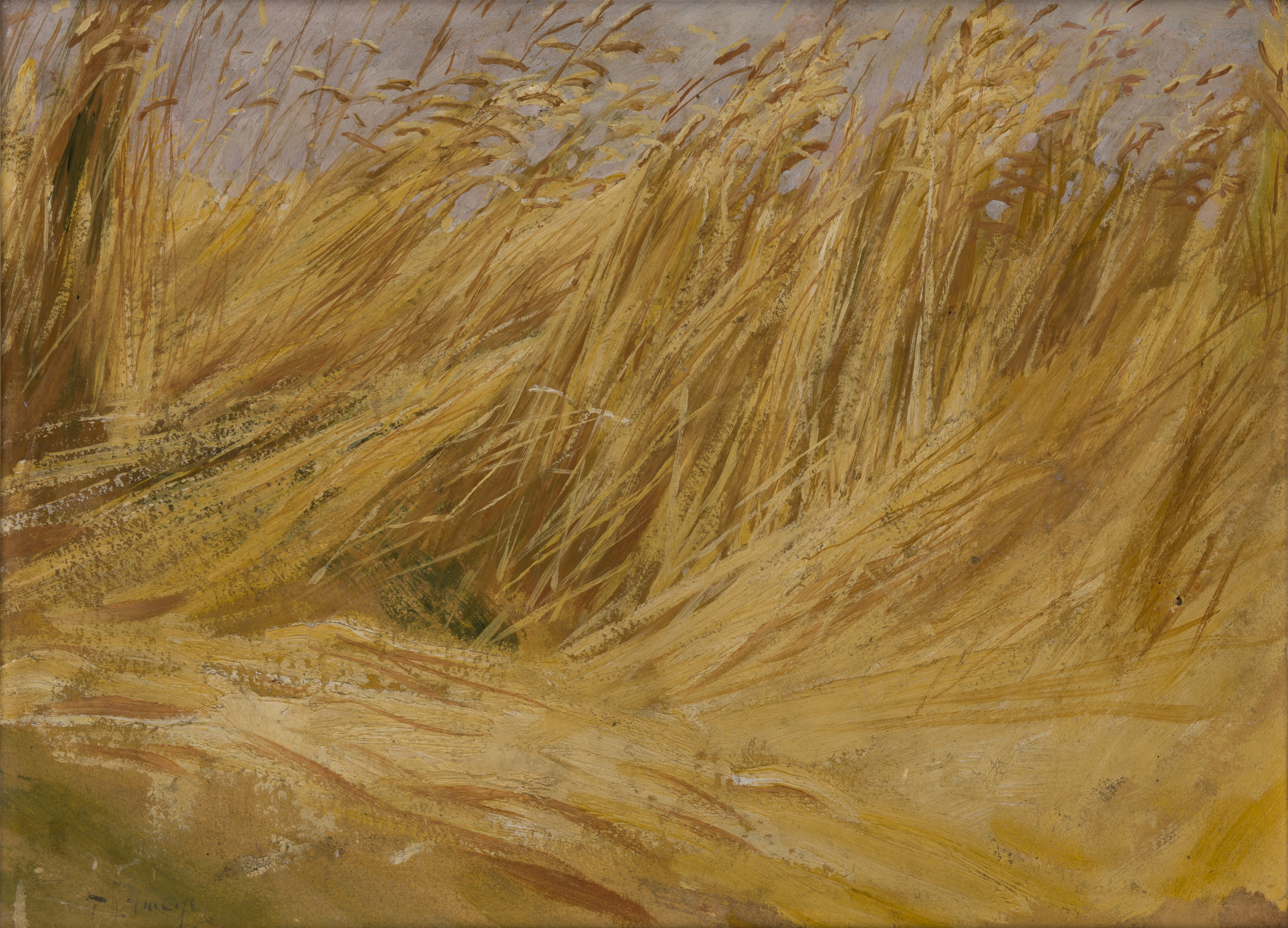 File Wlodzimierz Tetmajer Corn Field Study Mnk Ii B 68 National Museum Krakow Jpg Wikimedia Commons