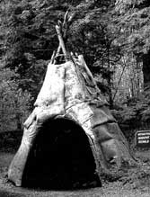 Wabanaki wigwam with birch bark covering