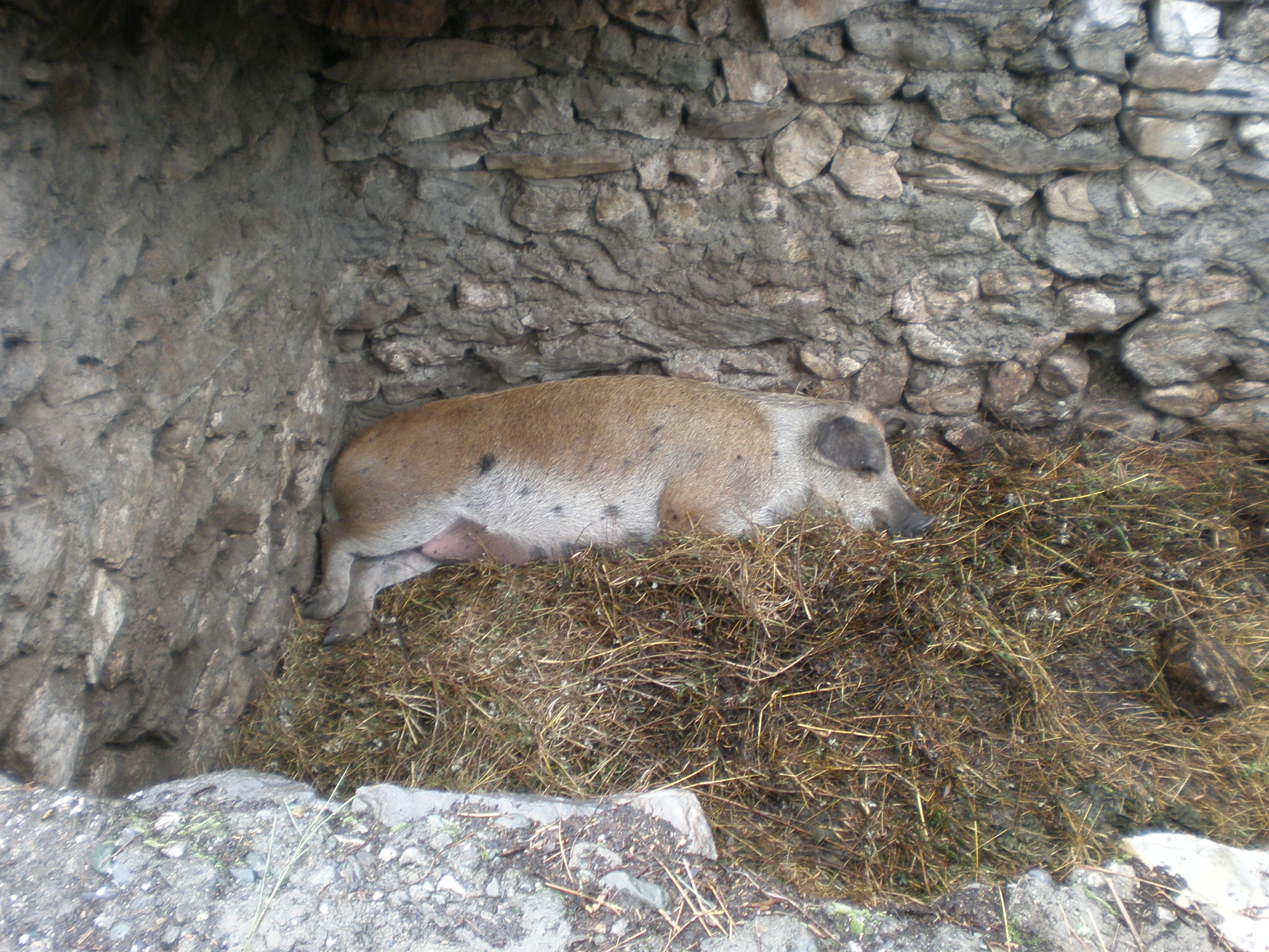 Yunnan_pigsty_2.JPG